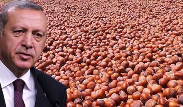 Fındık alım fiyatı (2023) Cumhurbaşkanı Erdoğan tarafından açıklandı! 