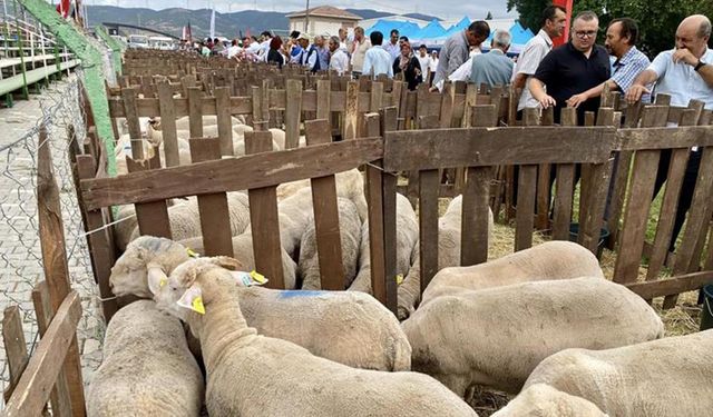 Balıkesir'de üretme çiftliğinde üretilen 585 damızlık koç ve koyun 85 üreticiye hibe edildi