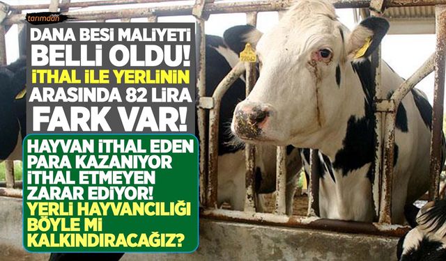 Et fiyatlarını yakından ilgilendiren dana besi maliyetleri açıklandı! İthal ile yerlinin arasında 82 lira fark var!