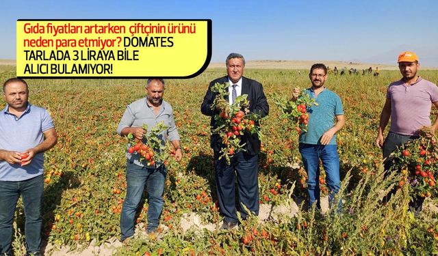 Gıda fiyatları artarken çiftçinin ürünü para etmiyor! Domates tarlada 3 liraya bile alıcı bulamıyor!