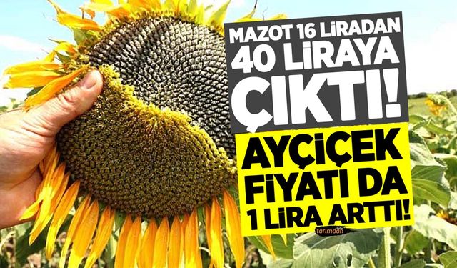 Ayçiçeğinde maliyet 15,5 lira borsada satış fiyatı 14,5 lira!