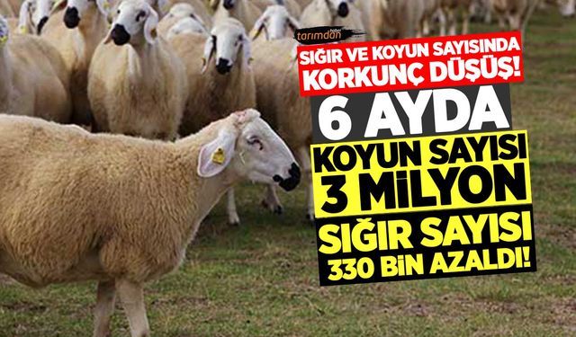 Sığır ve koyun sayısında korkunç düşüş! 6 ayda koyun ve keçi sayısı 3 milyon, sığır sayısı ise 330 bin azaldı!