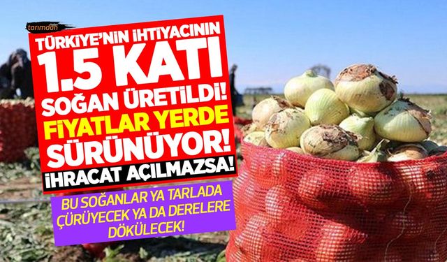 Geçen yıl tarlada 6 liraya satılan soğan bu yıl 3 liraya alıcı bulamıyor! Çiftçi acilen soğan ihracatının açılmasını istiyor!