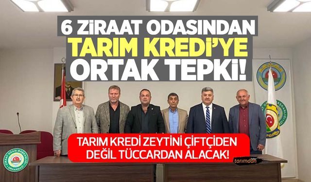 Tarım Kredi çiftçiyi değil tüccara kazandıracak! Zeytin alımına tepki! 