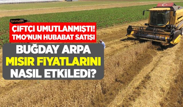 Çiftçi umutlanmıştı! TMO’nun hububat satışı buğday, arpa ve mısır fiyatlarını nasıl etkiledi? 