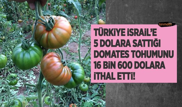 Türkiye İsrail'e 5 dolara sattığı domates tohumunu 16 bin 600 dolara ithal etti! 