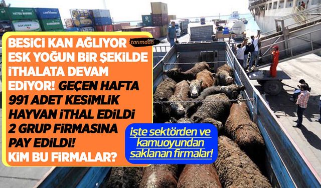 ESK geçtiğimiz hafta 991 adet kasaplık hayvan ithal etti 2 grup firmasına pay etti! Kim bu firmalar?