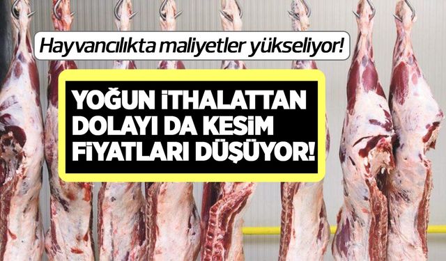 Hayvancılıkta girdi maliyetleri yükselirken karkas kesim fiyatı düşüyor! Kesim fiyatı 231 liraya geriledi!