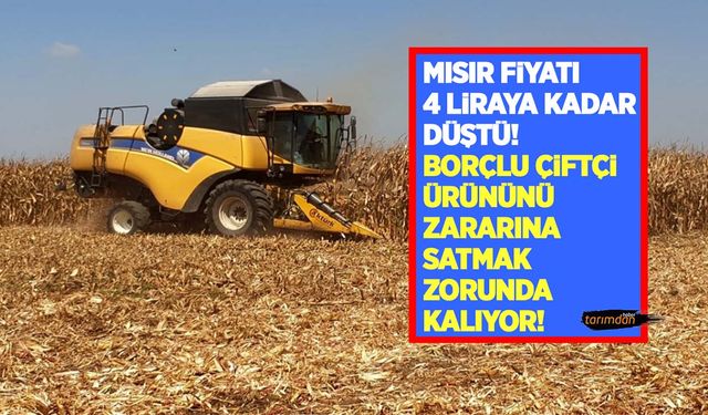 Mısır fiyatı 4 liraya kadar düştü! Borçlu çiftçi ürününü zararına satmak zorunda kalıyor!