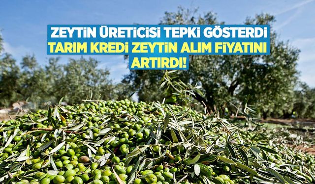 Zeytin üreticisi tepki gösterdi Tarım Kredi zeytin alım fiyatını artırdı!