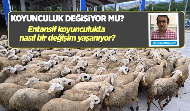 Koyunculuk değişiyor mu?