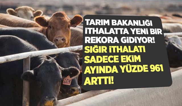 Tarım Bakanlığı sığır ithalatında yeni bir rekora gidiyor! Sadece Ekim ayında yüzde 961 arttı! 