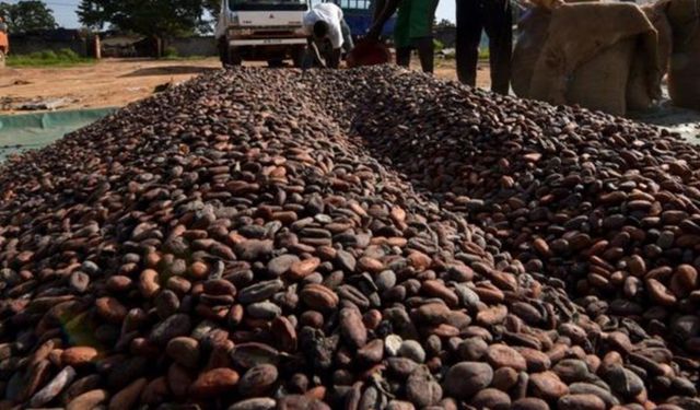 Gana'da kakao endüstrisi iflasın eşiğinde