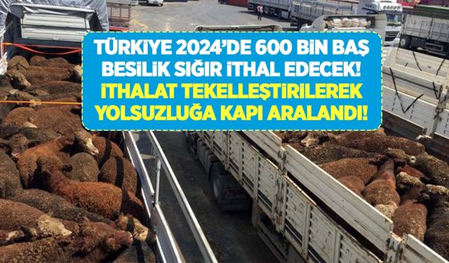 Türkiye 2024 yılında 600 bin baş besilik sığır ithal edecek! İthalatı kim yapacak?