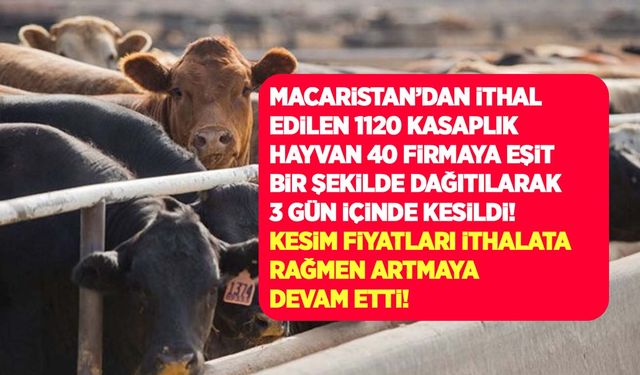 Macaristan'dan ithal edilen 1120 kasaplık hayvan 40 firmaya eşit bir şekilde pay edildi! Kesim fiyatı kaç lira oldu?