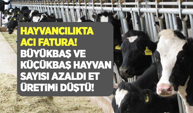 Hayvancılıkta acı fatura! Büyükbaş ve küçükbaş hayvan sayısı azaldı et üretimi düştü!