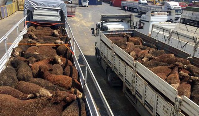 Et ve Süt Kurumu, hangi firmalara kaç adet ithal kasaplık hayvan satışı yaptı? İşte tam liste