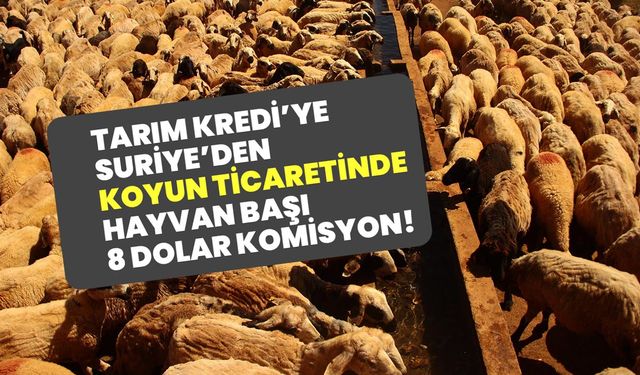Tarım Kredi’ye Suriye’den koyun ticaretinde hayvan başı 8 dolar komisyon!