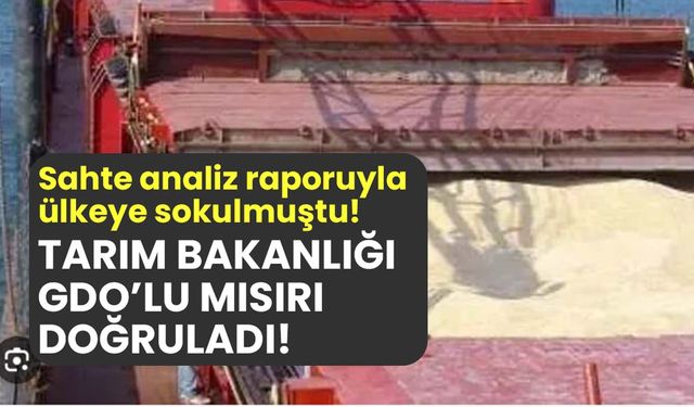 Tarım Bakanlığı GDO'lu mısırı doğruladı!