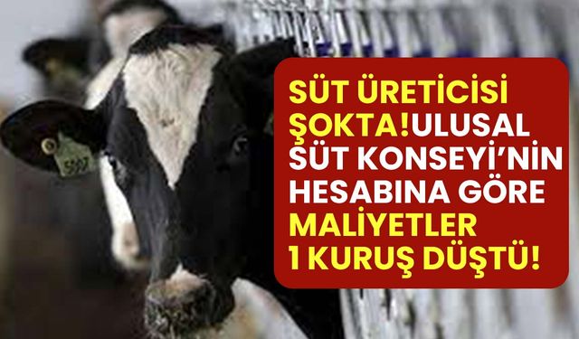 Süt üreticisi şokta! Ulusal Süt Konseyi'nin hesabına göre sütte maliyet 1 kuruş düştü!