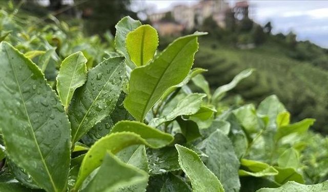 Yaş çay fiyatı üreticiyi kızdırmıştı ÇAYKUR'dan alım açıklaması