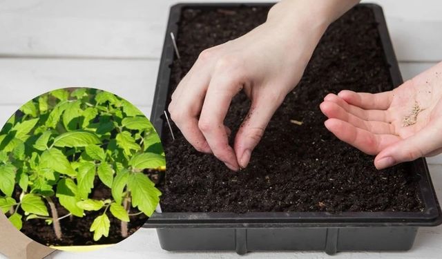 Domates Tohumu Ne Zaman Ekilir?