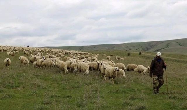 Bu defa da hayvancılar isyan etti! 50 bin liraya çalışacak çoban bulamıyorlar