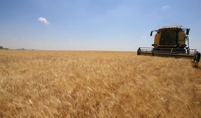 Ankara’da hububat fiyatlarında son durum! İşte Polatlı Ticaret Borsasındaki güncel fiyatlar…