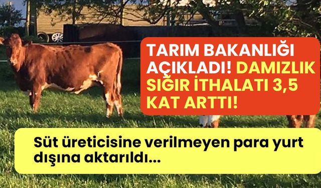 Süt üreticisine verilmeyen para yurt dışına aktarıldı! Türkiye’nin damızlık sığır ithalatı 3,5 kat arttı!