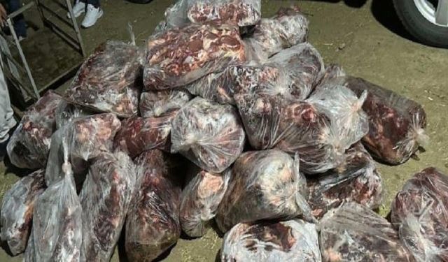 Aydın'da 1 ton domuz eti ele geçirildi!