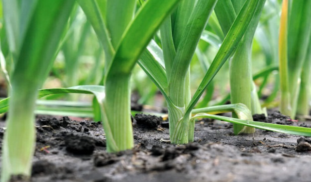 Pırasa Tohumu Ne Zaman Ekilir?