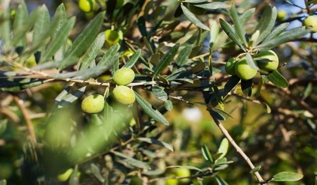 Zeytin Ne Zaman Dikilir, Meyve Verir, Budanır? Özellikleri