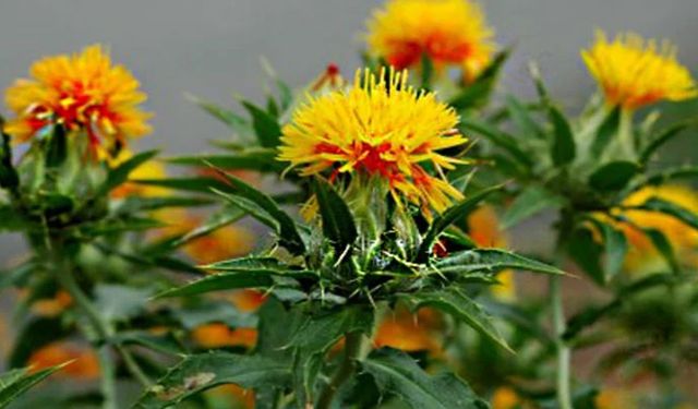 Kırşehir Mucur havzasında desteklenen ürünler