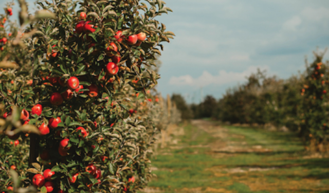 Elma Ağacı Kaç Yılda Meyve Verir?