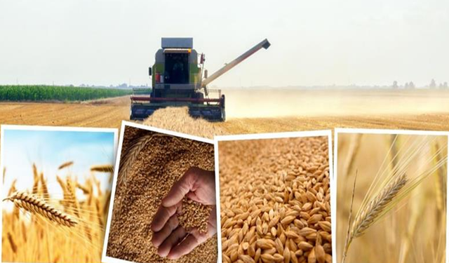 24 Temmuz 2024 hububat fiyatları: Arpa, buğday, mısır fiyatları güncellendi!