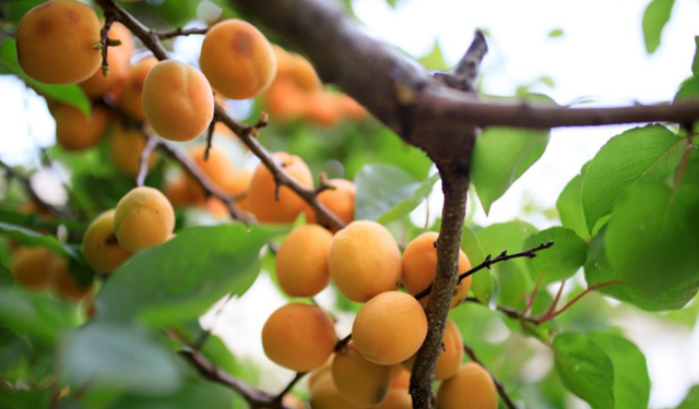 Kayısı Ağacı Kaç Yılda Meyve Verir?