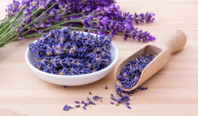 Lavanta Bitkisi Faydaları Nelerdir?