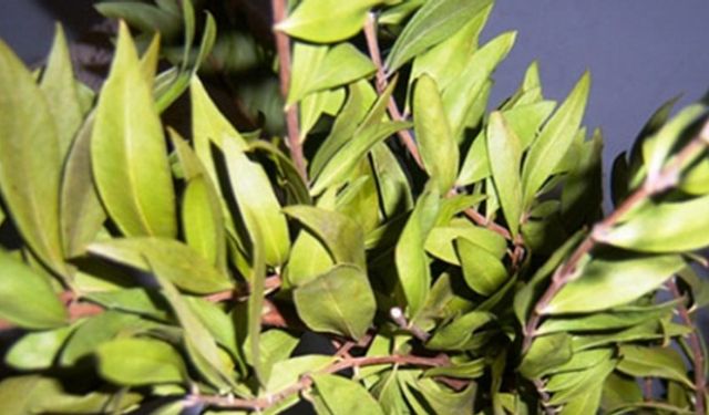 Mersin Bitkisi Faydaları Nelerdir?