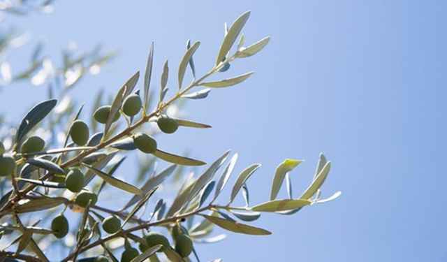 Zeytin ağacı ne zaman ürün verir? Üreticilerin en çok merak ettiği sorular
