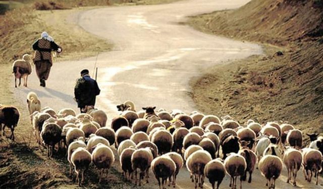 Sürü yöneticisi ‘Çoban’ desteğinin (2024) şartları belli oldu!