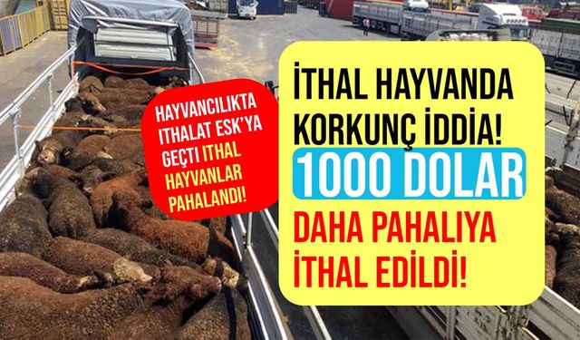 İthal hayvanda korkunç iddia! 1000 dolar daha pahalıya ithal edildi!