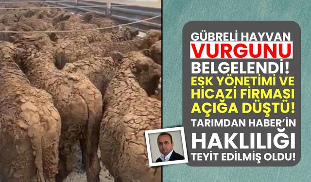 Besilik hayvan ithalatında gübre vurgunu teyit edildi! ESK üreticiye 8 kilo gübre parası ödeyecek!