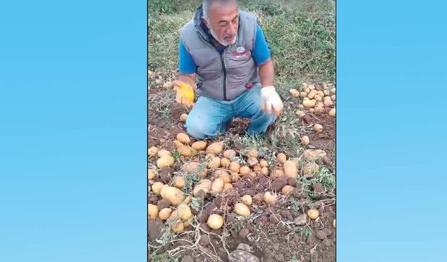 Patates tarlada 5 liraya satılır mı? Aksaraylı çiftçi sosyal medyada gündem oldu!