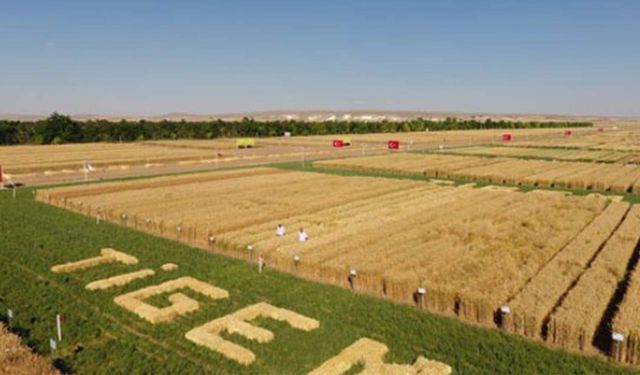 TİGEM'de büyük hırsızlık operasyonu! Jandarma 7 kişiyi gözaltına aldı!