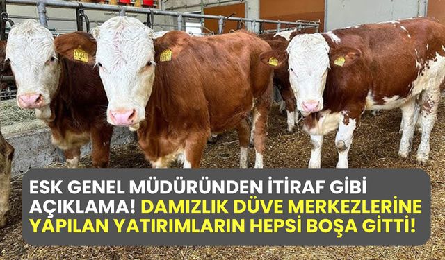 ESK Genel Müdüründen itiraf gibi açıklama! Damızlık düve merkezlerine yapılan yatırımların hepsi boşa gitti!