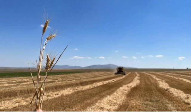 Buğday arpa üreticisi çiftçilere duyurulur icmaller yarın askıdan iniyor!