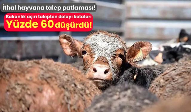 İthal hayvana talep patlaması! Tarım Bakanlığı kotaları yüzde 60 düşürdü!