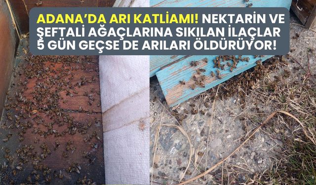 Adana’da arı katliamı! Nektarin ve şeftali ağaçlarına sıkılan ilaçlar arıları yok ediyor!