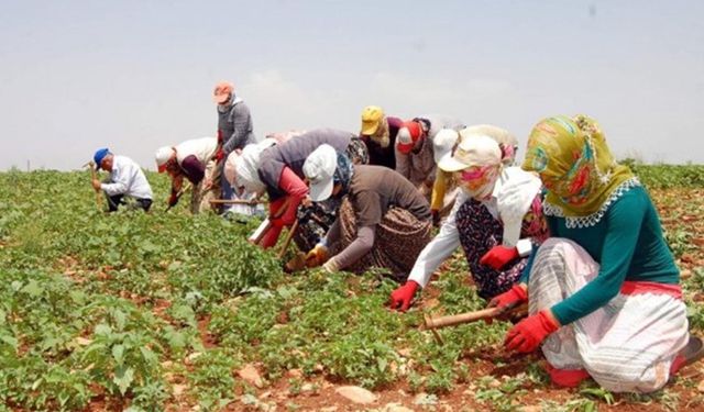 TİGEM, Dalaman’da 4 aylık tarımsal işçilik hizmeti için ihaleye çıkıyor