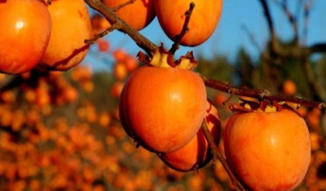 Çiftçiye yüzde 75 hibeli fidan desteği verilecek!
